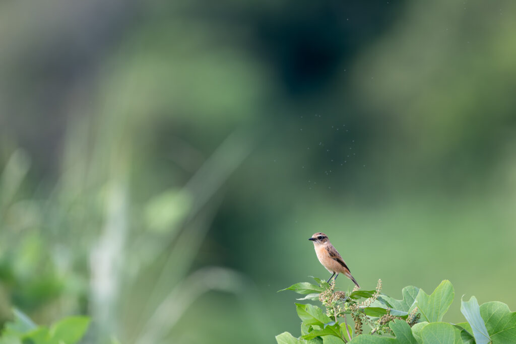 草にとまるノビタキ