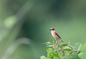 草にとまるノビタキ