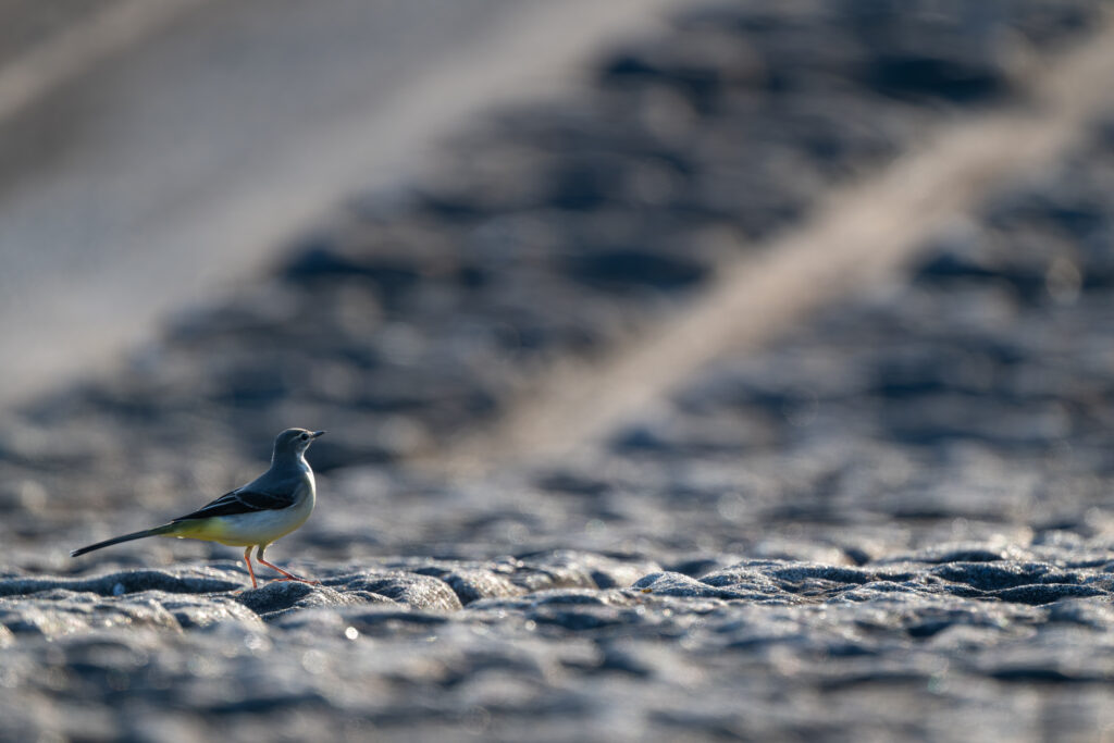 見つめるキセキレイ