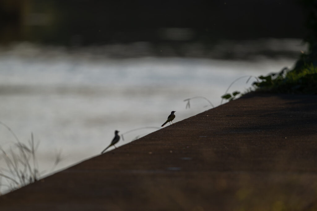 2羽のキセキレイ