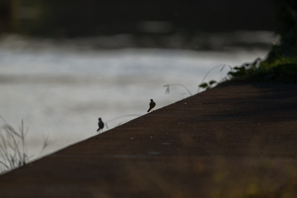 2羽のキセキレイ