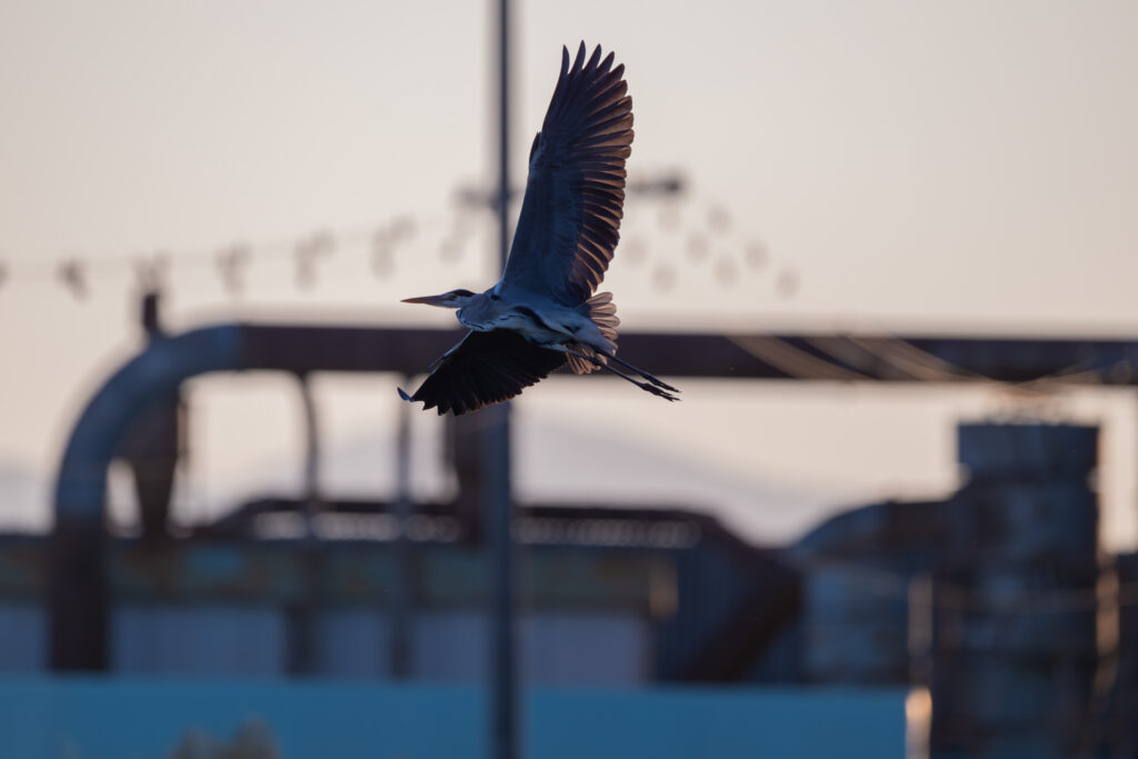 飛翔するアオサギ