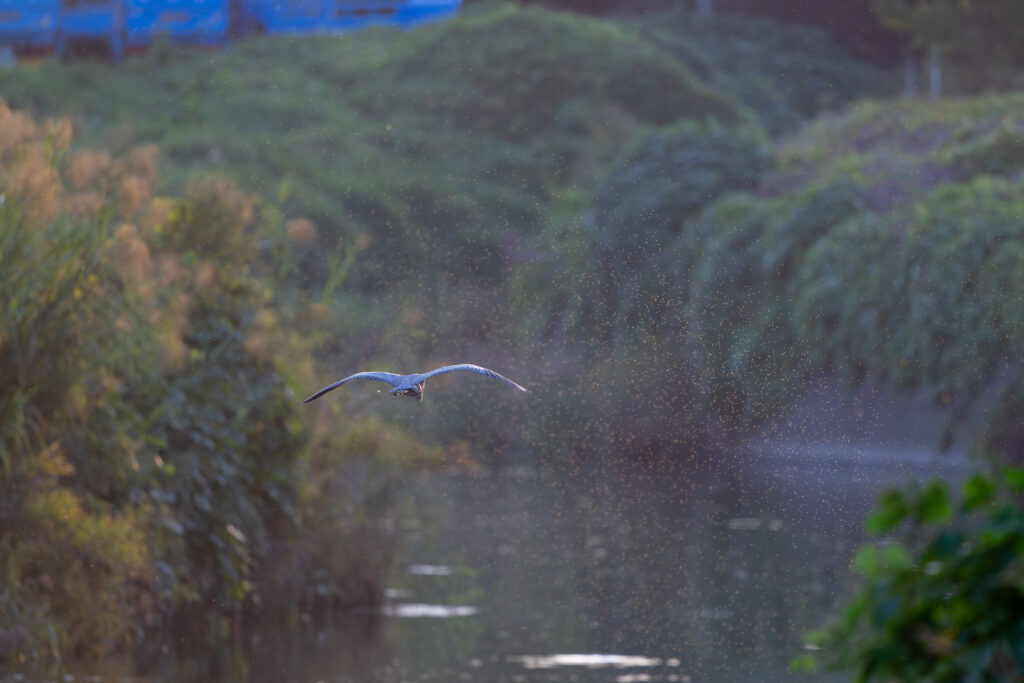 飛翔するアオサギ