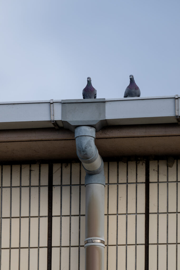 屋根にとまるカワラバト