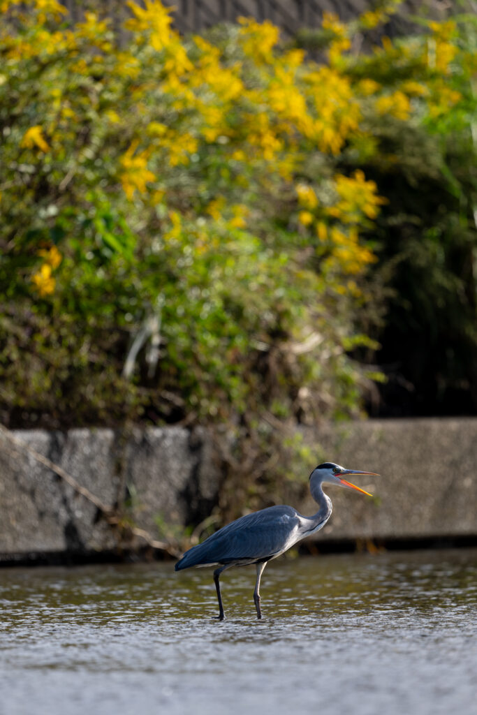 あくびをするアオサギ