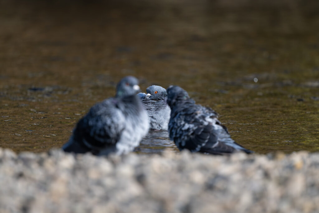 水浴びするカワラバト