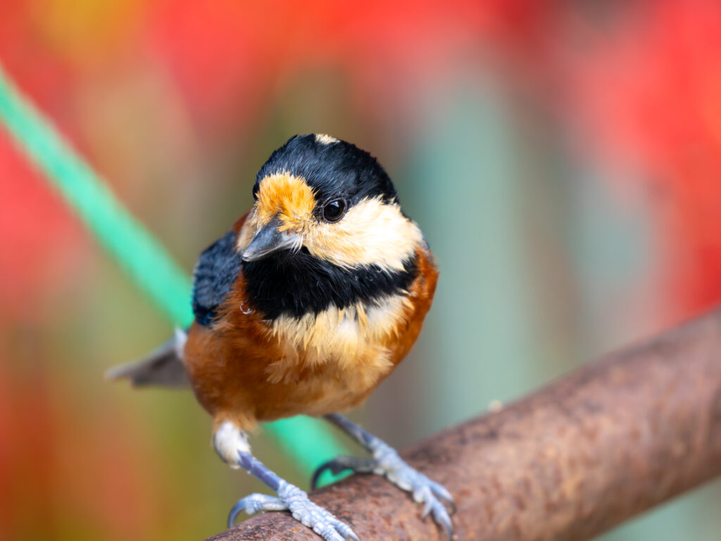 彼岸花とヤマガラ