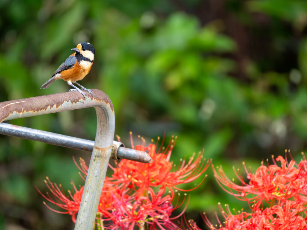 彼岸花とヤマガラ