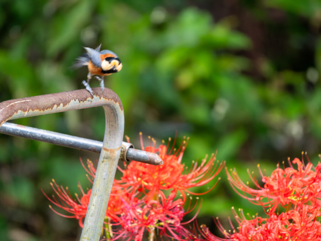 ブレるヤマガラ