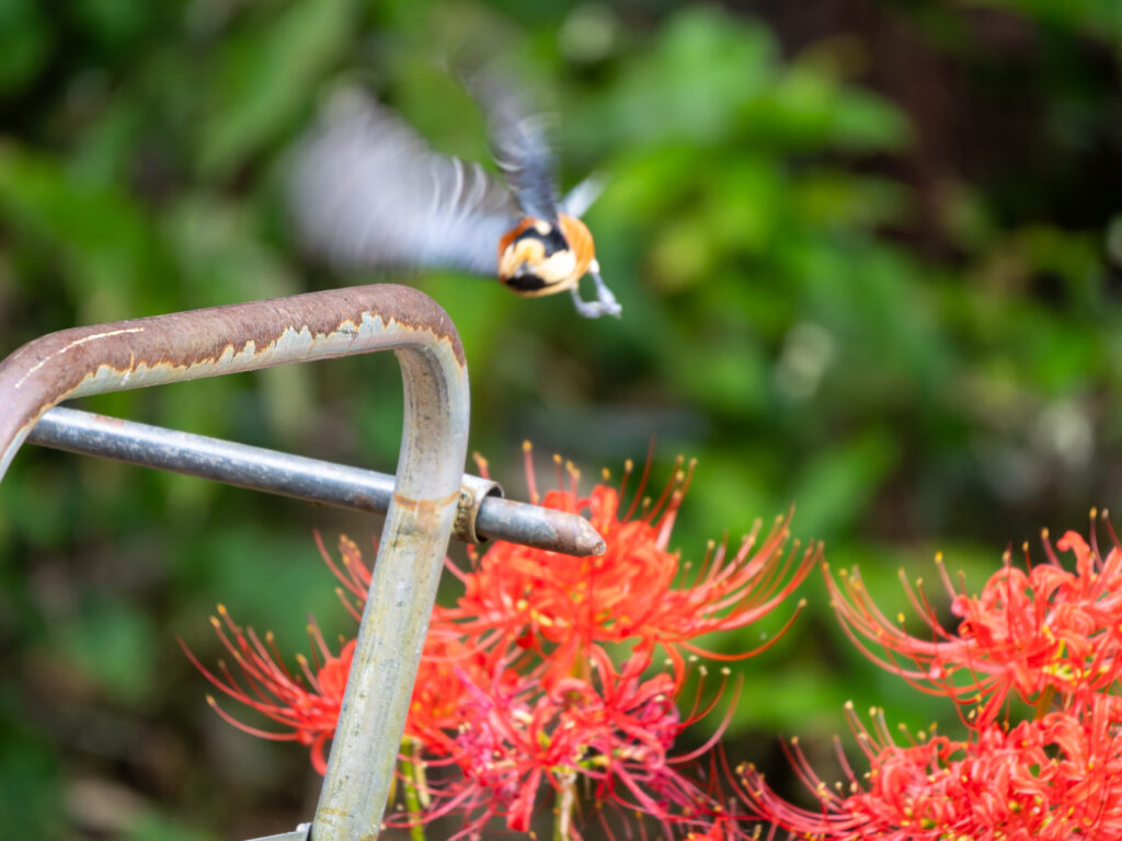 彼岸花とヤマガラ