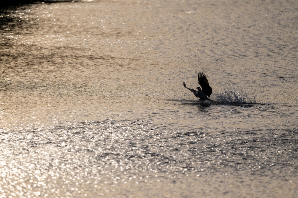 離水するミサゴ