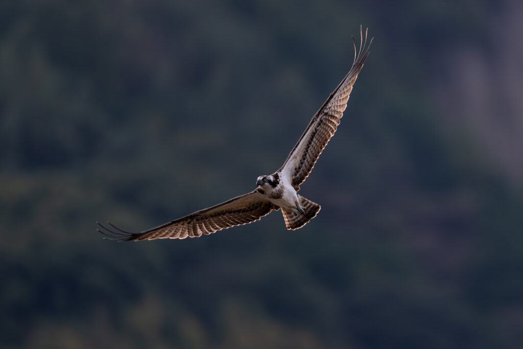 飛翔するミサゴ