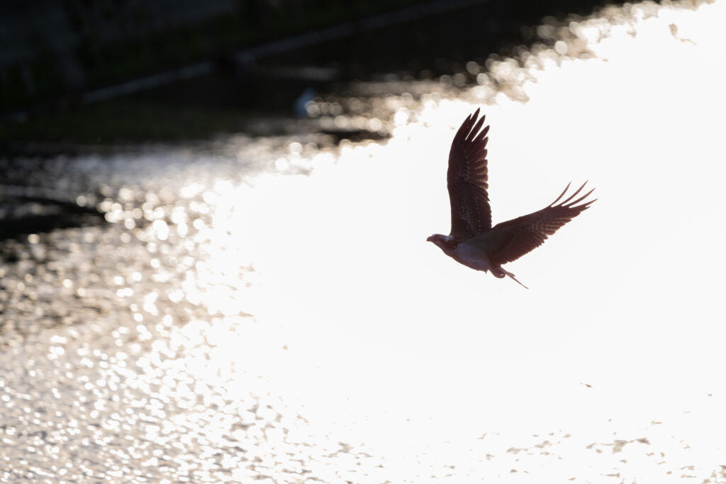 ミサゴのシルエット