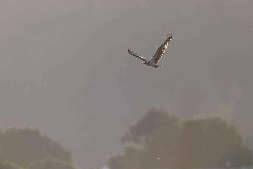 夕日の中飛翔するミサゴ