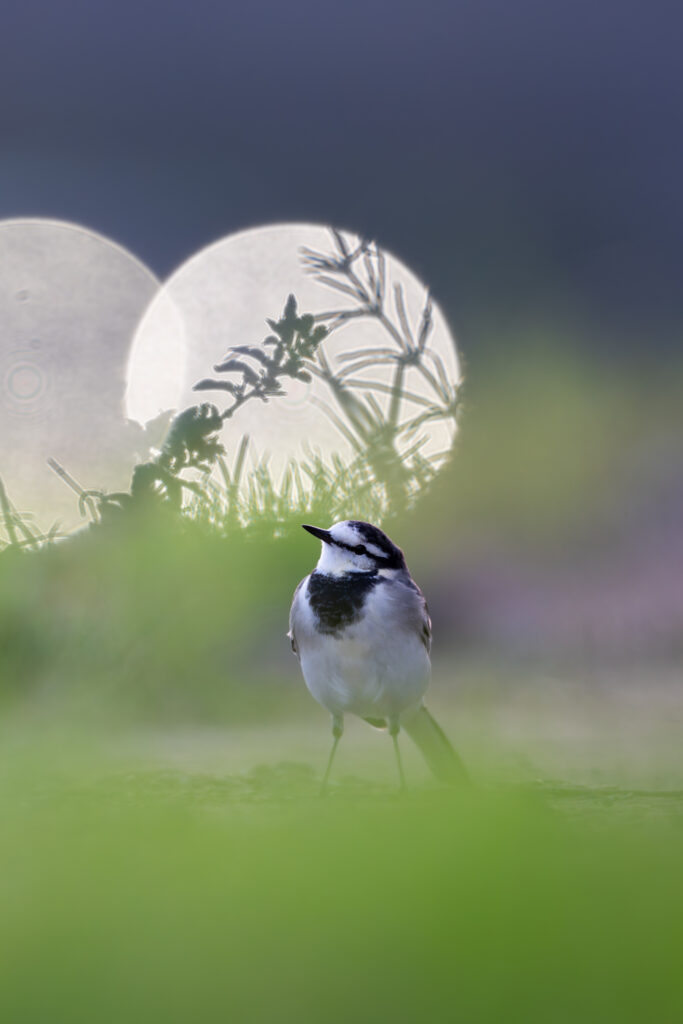 上を見るハクセキレイ