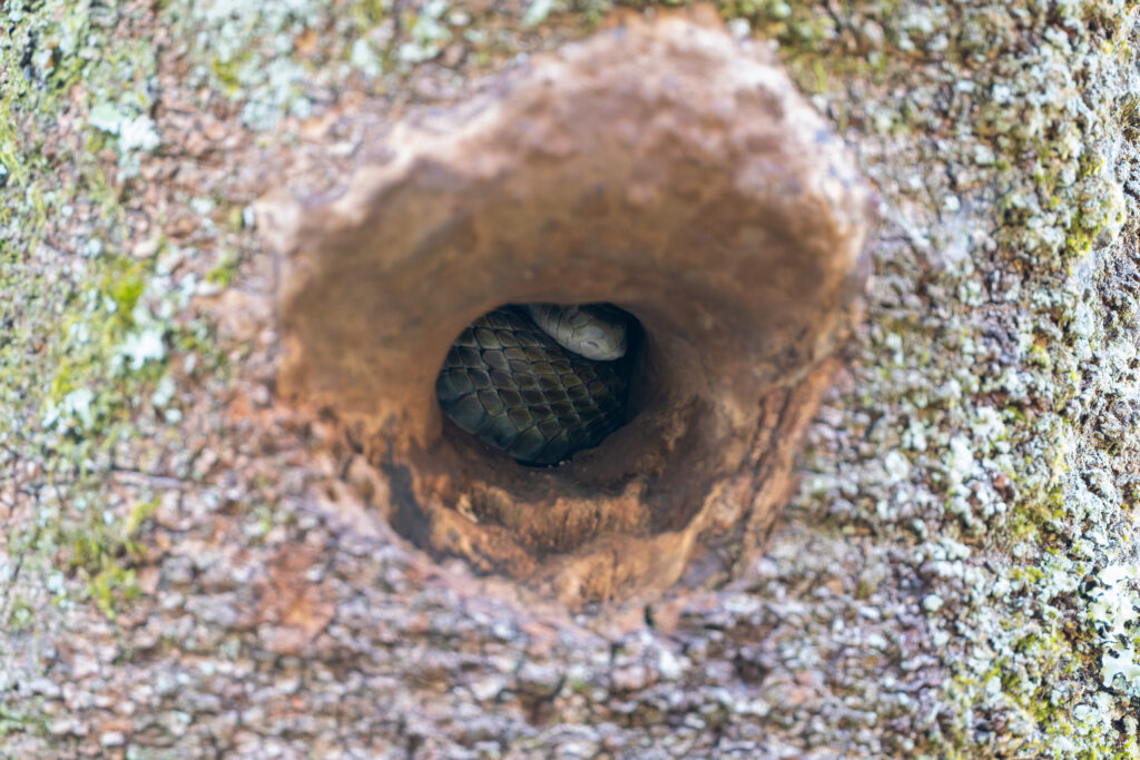 樹洞の中のヘビ