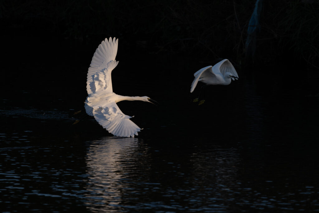 威嚇するコサギ