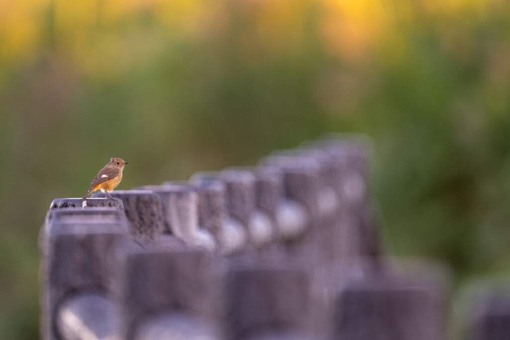 擬木にとまるジョウビタキのメス
