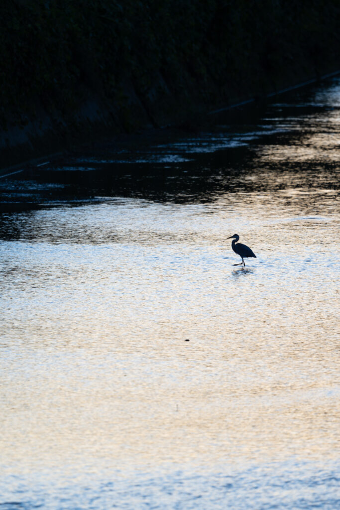 夕方の川にいるダイサギ
