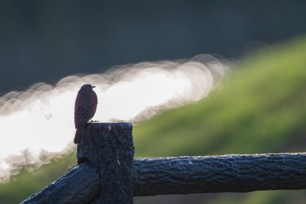擬木にとまるイソヒヨドリ