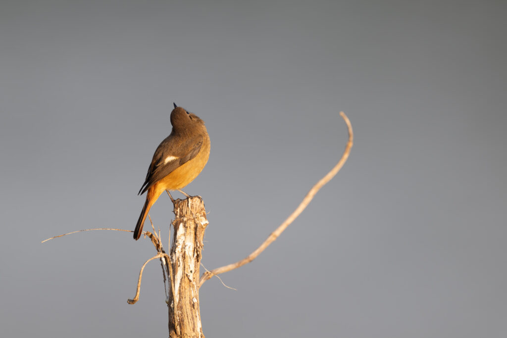 上を見るジョウビタキのメス