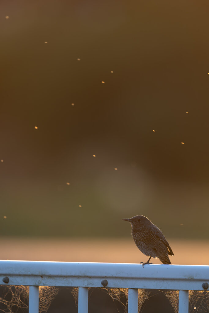 夕日を受けるイソヒヨドリ