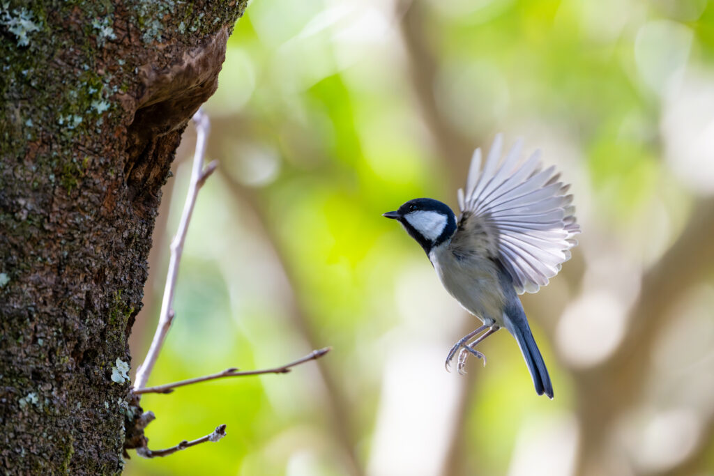 ホバリングするシジュウカラ