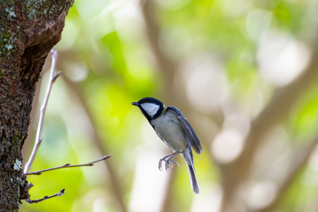 ホバリングするシジュウカラ