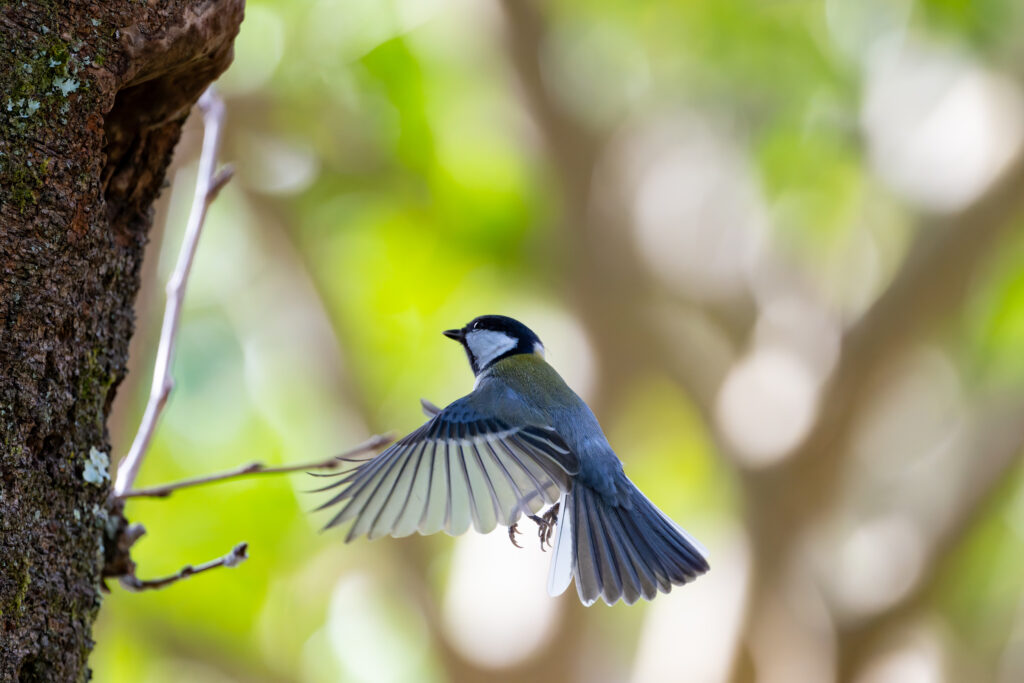 ホバリングするシジュウカラ