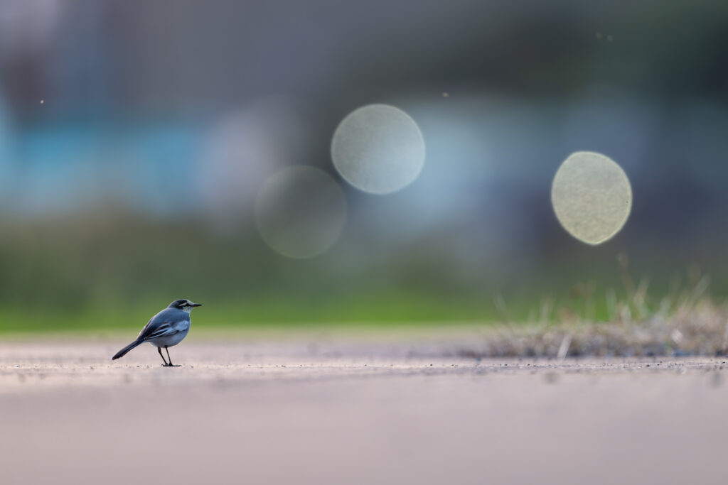 丸いハクセキレイ