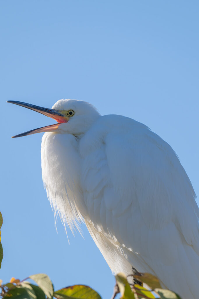 コサギのあくび