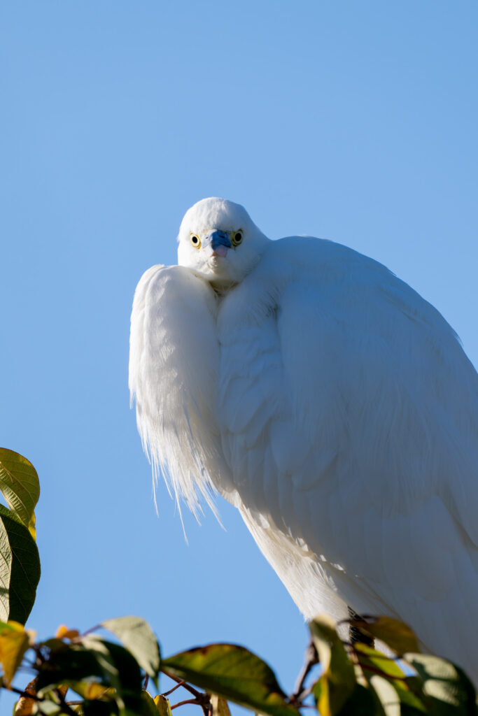 首をすくめるコサギ