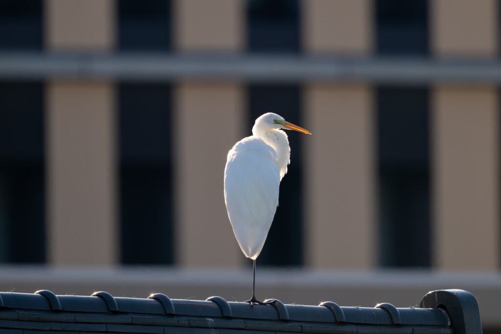 屋根にとまるダイサギ
