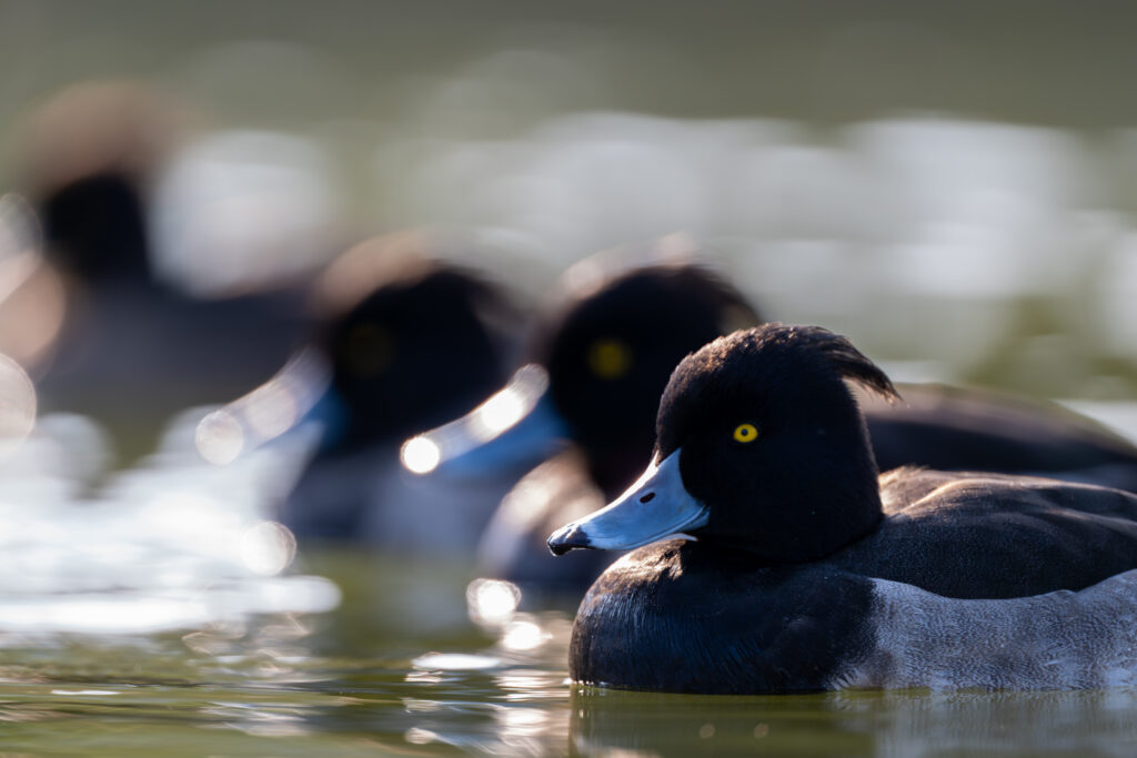 キンクロハジロの群れ