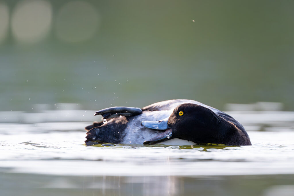羽繕いするキンクロハジロ