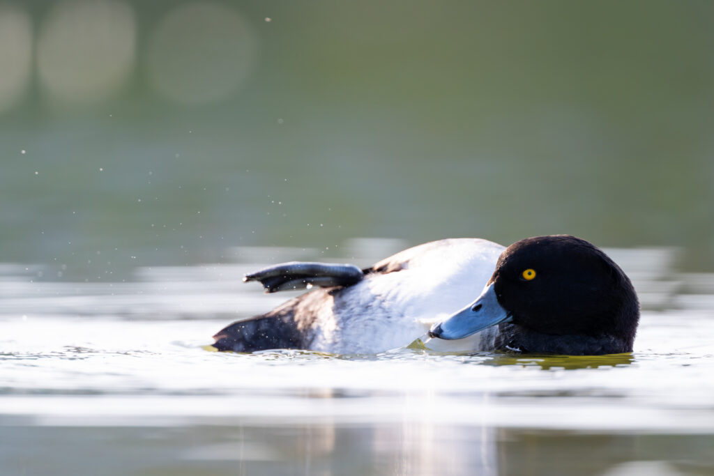 羽繕いするキンクロハジロ