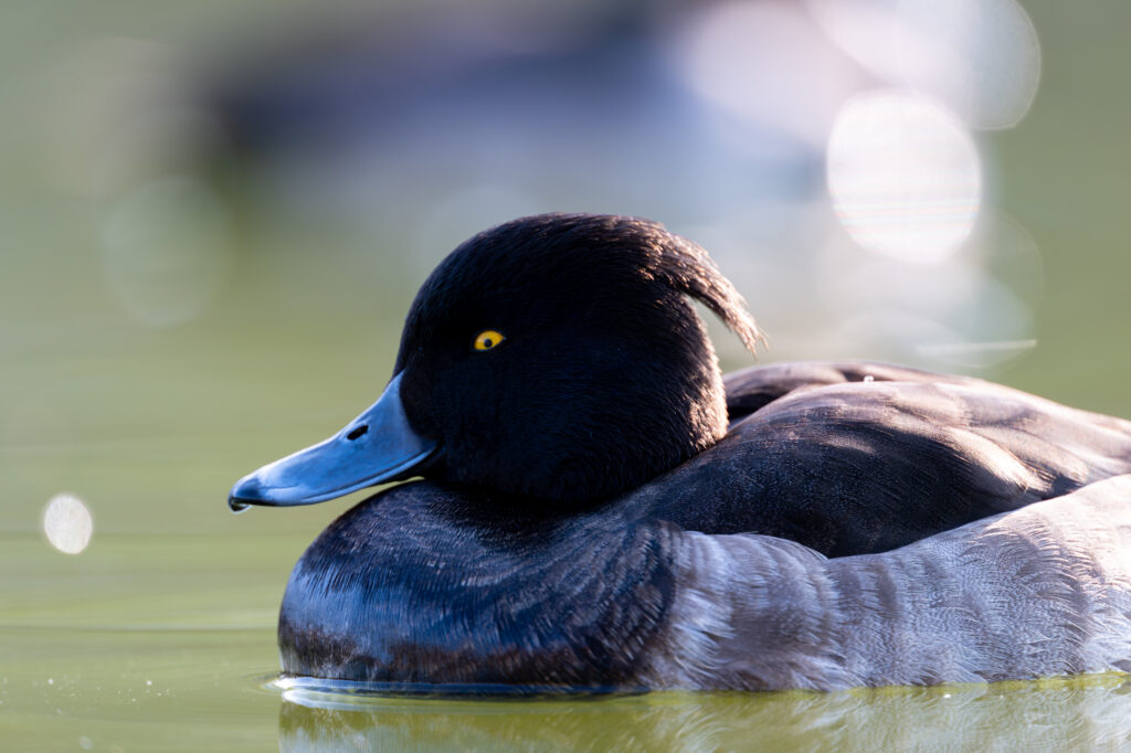 複雑な表情のキンクロハジロ