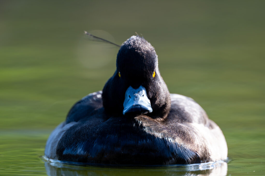 キンクロハジロの正面
