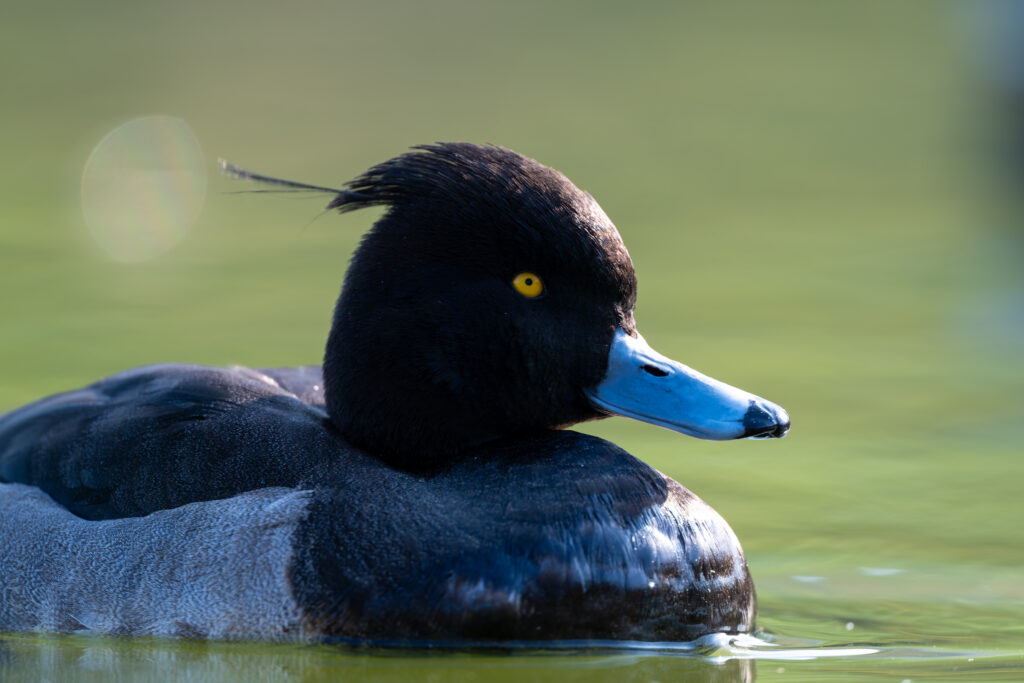 あほ毛のあるキンクロハジロ
