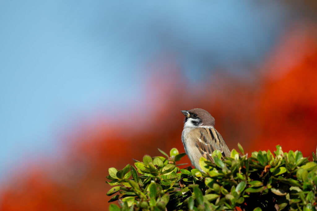 上を見るスズメ