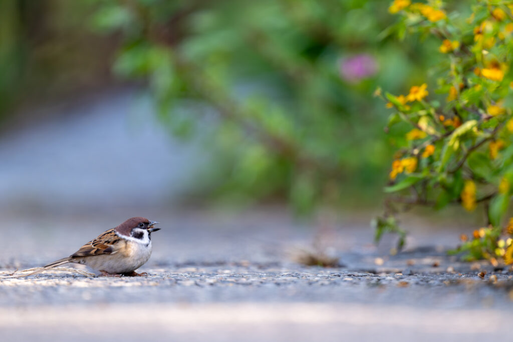 採餌中のスズメ