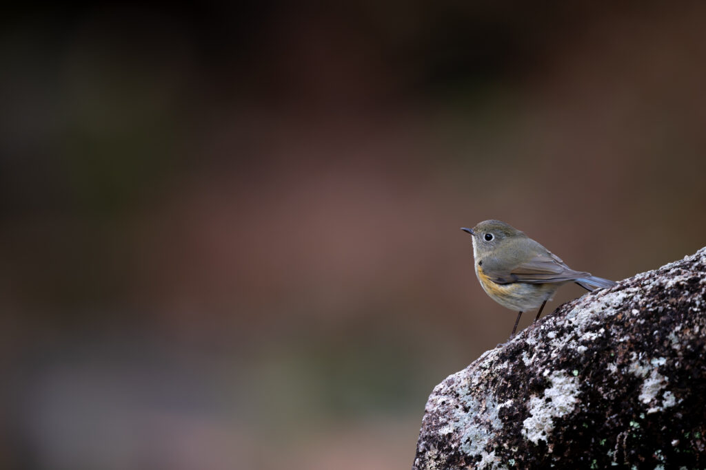岩にとまるルリビタキ