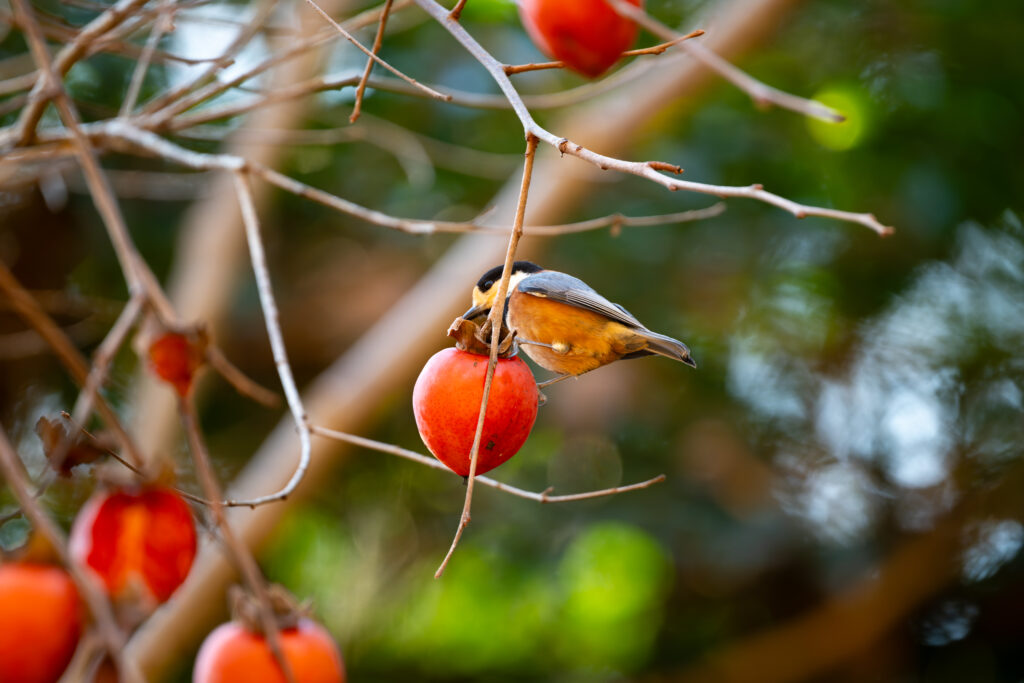 柿の木にとまるヤマガラ
