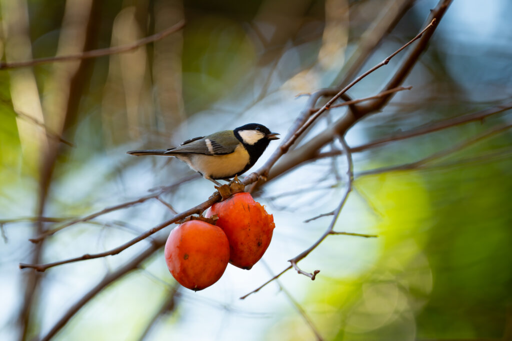 柿を食べるシジュウカラ