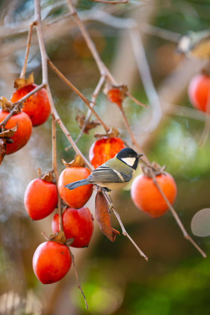 柿の木にとまるシジュウカラ