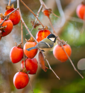 柿の木にとまるシジュウカラ