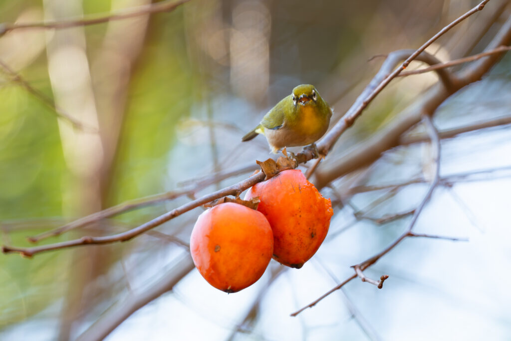 柿を食べるメジロ