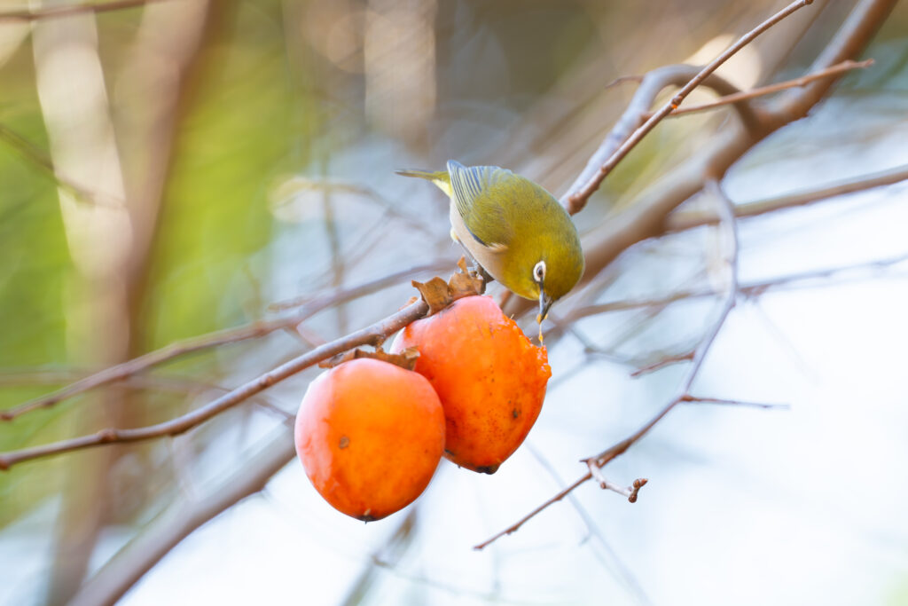 柿を食べるメジロ