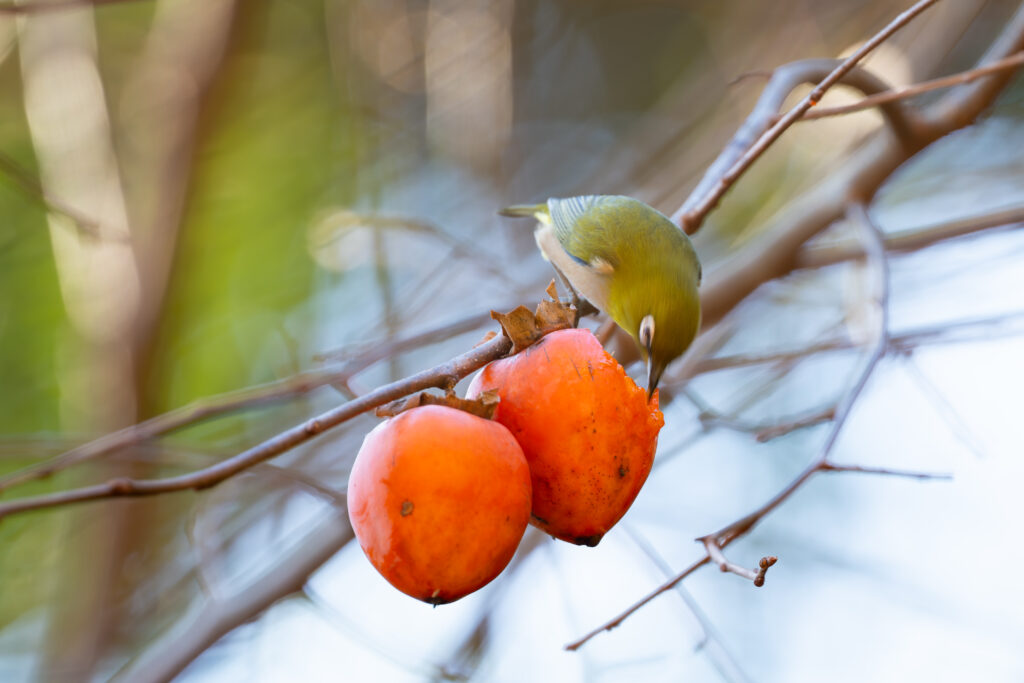 柿を食べるメジロ