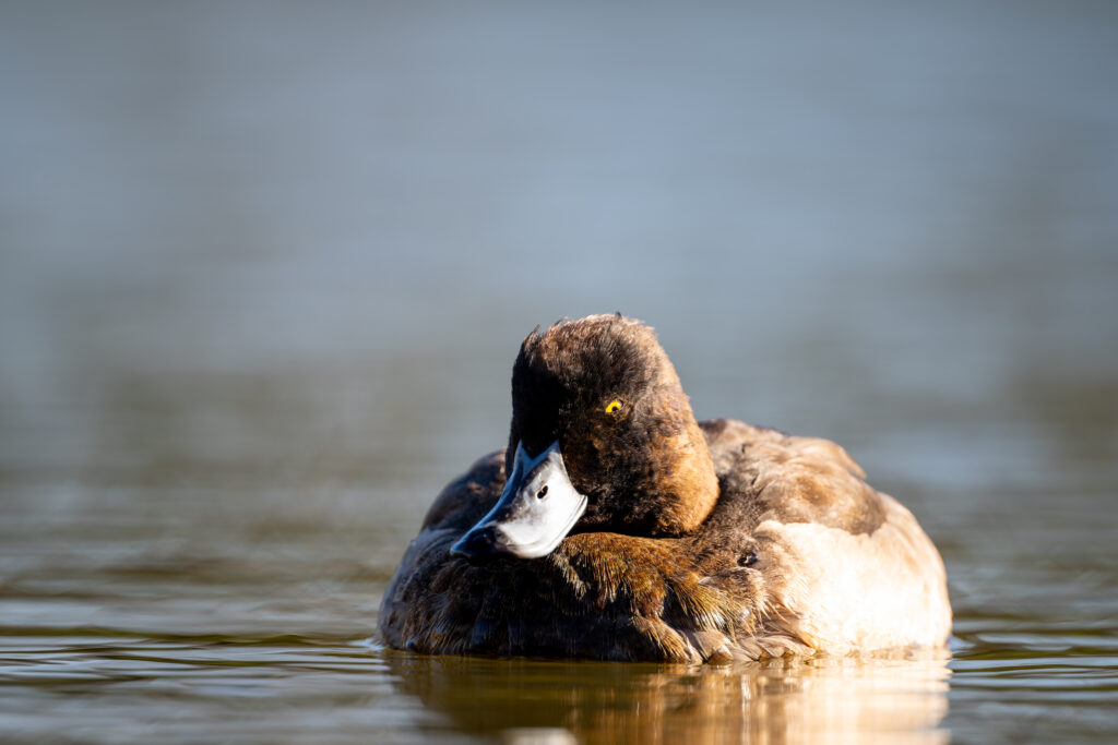 池に浮かぶキンクロハジロ